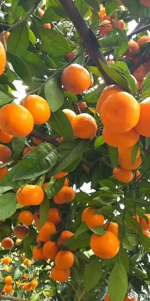 晚熟蜜桔 5.5 - 6cm 1.5 - 2两