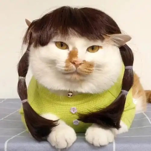 大爱的猫咪头像图源抖音阿里多多酱