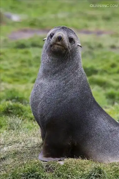 p>南极毛皮海狮(学名:arctocephalus gazella)又叫 a target="_blank