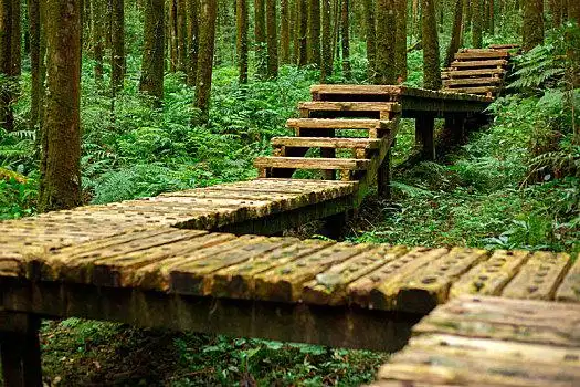 森林里给登山人安全行走的木栈道