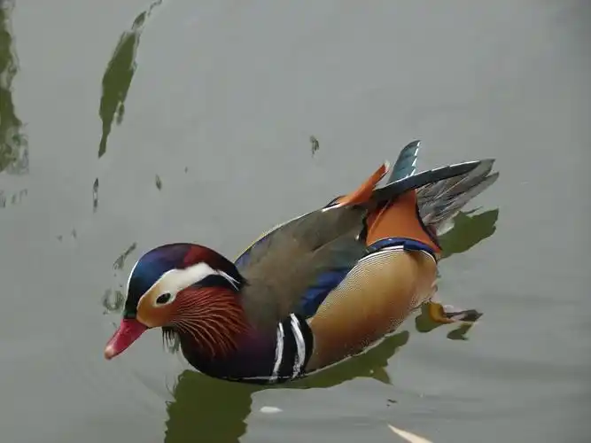 莲花公园荷塘鸳鸯与鹅戏水