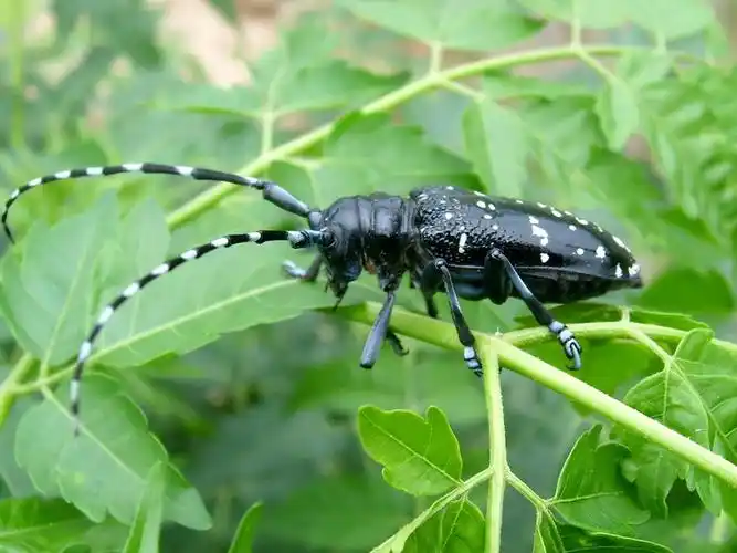 target="_blank" href="/item/天牛科">天牛科 /a>昆虫的总称, a