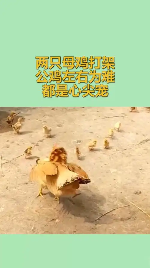 我要上热门#两只母鸡打架,公鸡左右为难,都是心尖宠