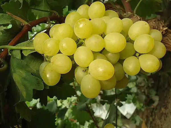 黄玫瑰葡萄