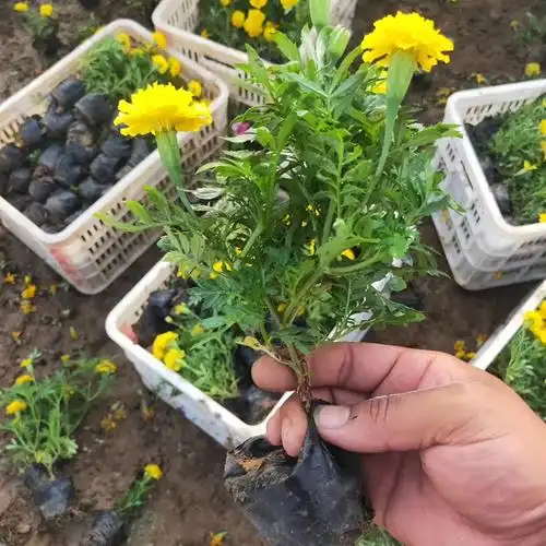 孔雀草种植基地山东草花孔雀草小苗