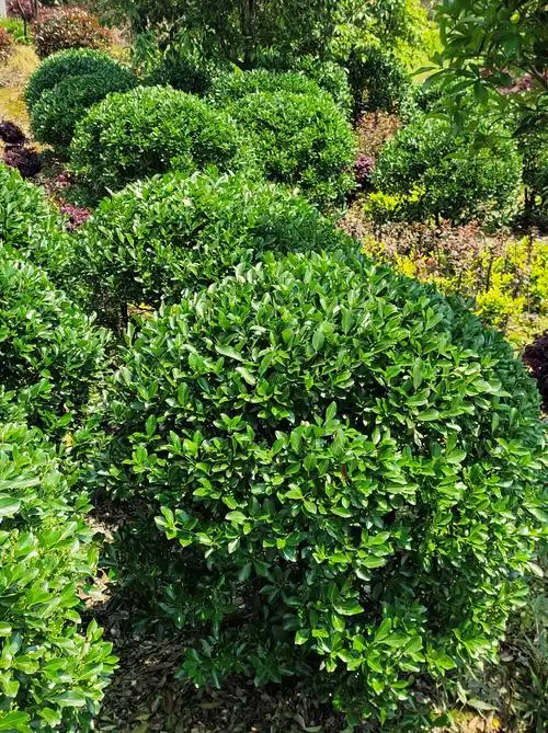 湖南绿化专用瓜子黄杨 金边黄杨 小叶黄杨