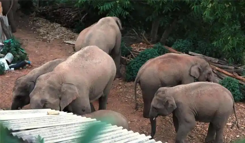 把15头大象麻醉遣返可行吗苏醒后会继续往北走而且大象记仇