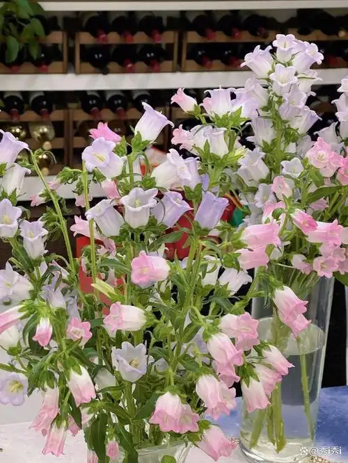 风铃花,又称指甲花,倒挂金钟,其拉长的花形,明艳的