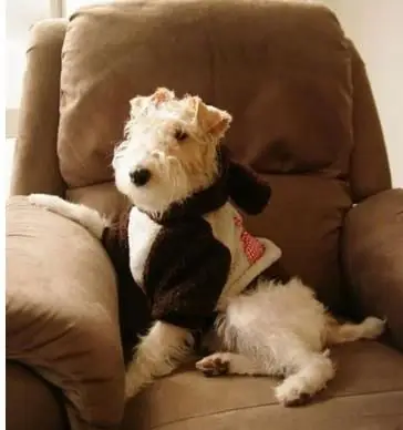 汪星人品种和身价盘点,你认识几个?