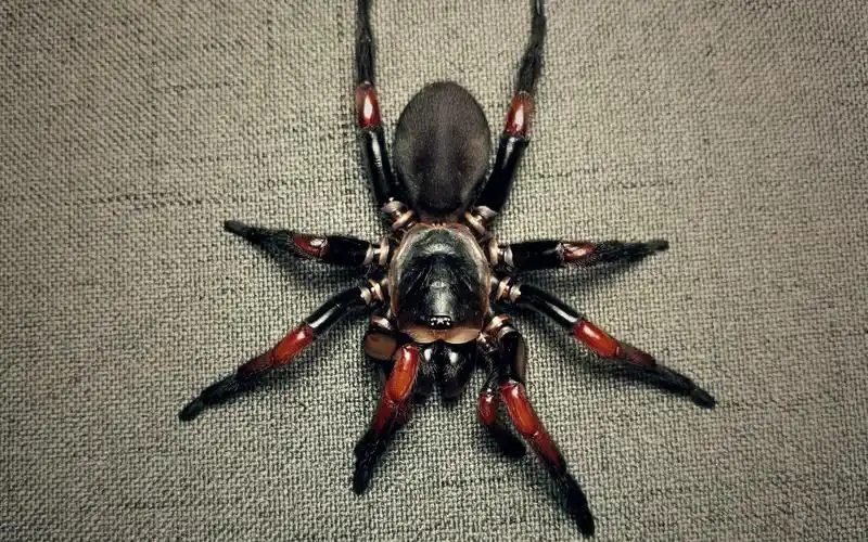 罕见的红腿线蛛进食_哔哩哔哩 (゜-゜)つロ 干杯~-bilibili