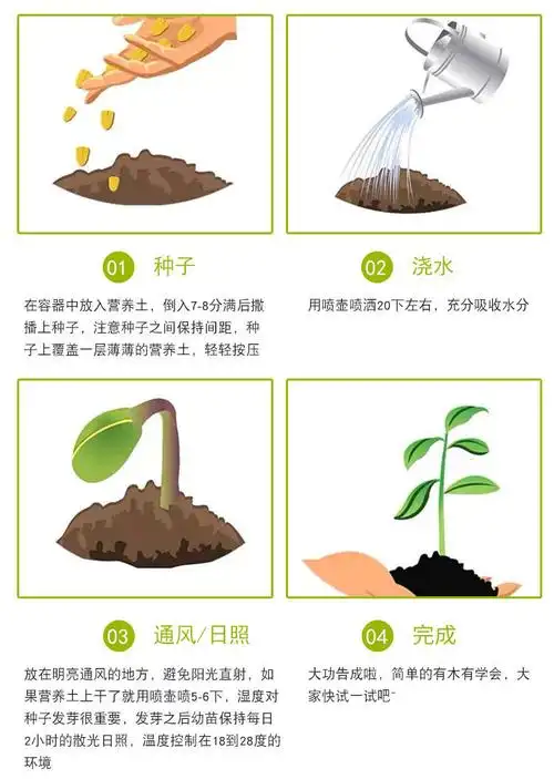 重瓣倒挂金钟花种籽四季植物种子宝莲灯室内外吊兰灯笼花种子 白圣洁