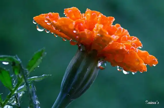 40张美丽的清晨露珠照片