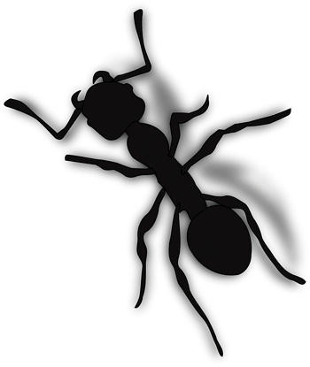 黑色的蚂蚁