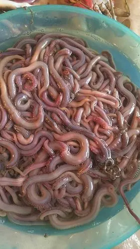 海钓的上品,海钓的海虫