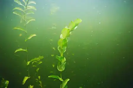 海底的绿色海藻照片