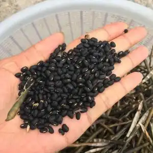 2020新豆天然野生的小黑豆黑小豆白芯500g 江浙沪皖满2斤包邮