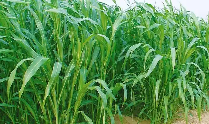 十大优质牧草,品种好产量高