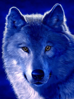 动态狼图腾_孤云禅筝吧