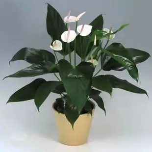 室内盆栽 水培花卉 办公室绿植 白掌 一帆风顺 净化空气