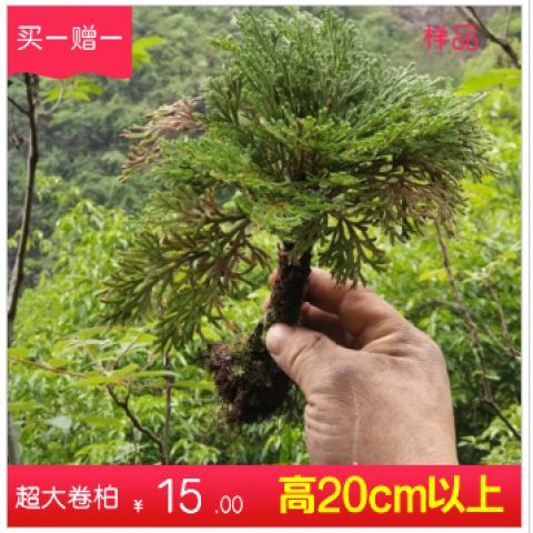 纯野生绿植卷柏办公室桌面微小型盆景盆栽九死还魂草假山植物包邮