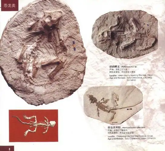 走进辽西"古生物化石王国"