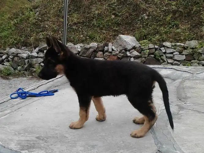 48天的狗狗回来朋友说是土狗,请教我这只是什么狗什