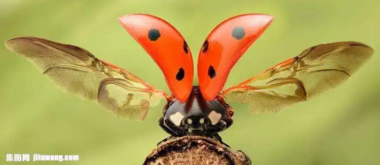 瓢虫飞行时候的样子就知道了肯定会有的小朋友问 瓢虫的翅膀是两对吗?