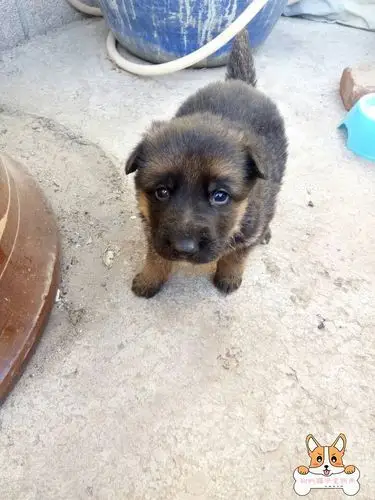 没满月的德牧-德国牧羊犬-狗的猫宁宠物网