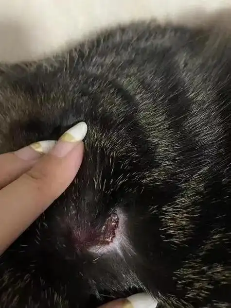 96猫咪脓皮症,上岸分享94.前几天,我发现猫咪一直在舔同一 - 抖音