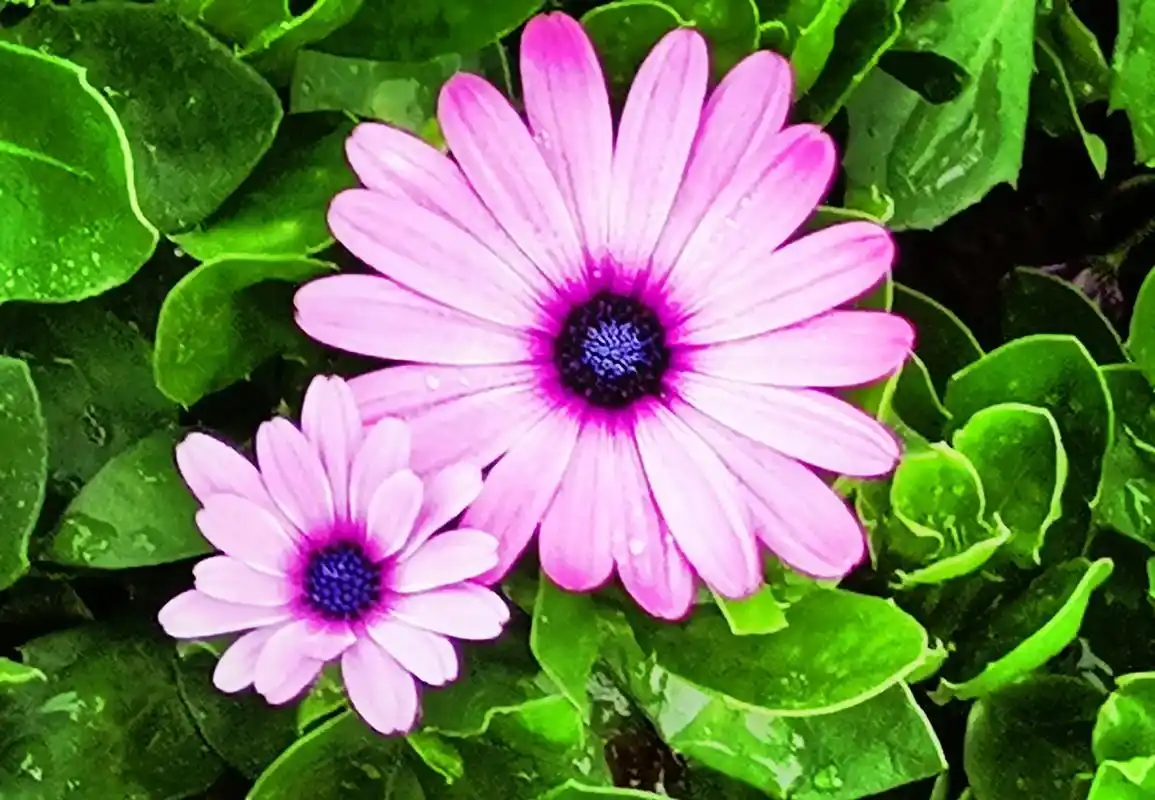 瓜叶菊菊科瓜叶菊属植物别称富贵菊黄瓜花