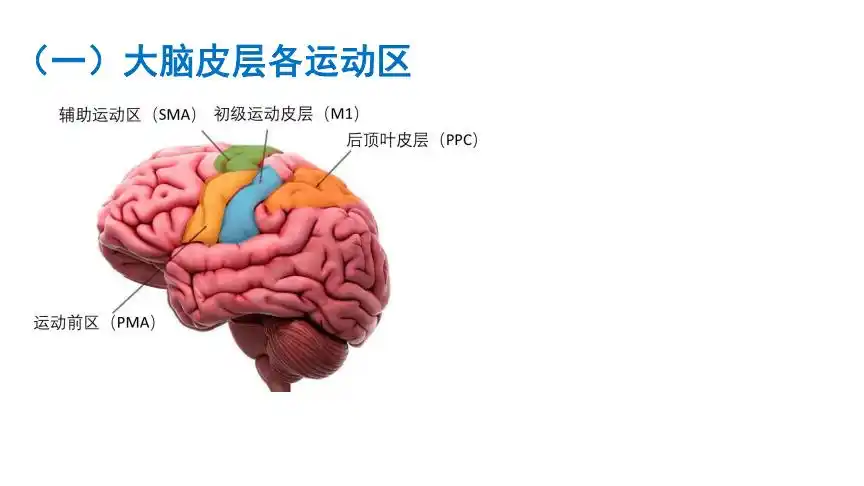 6-10 大脑皮质对躯体运动的调控.pdf 10页