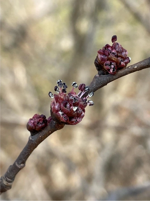 "榆木疙瘩"的榆树开花居然长这样丨花花万物