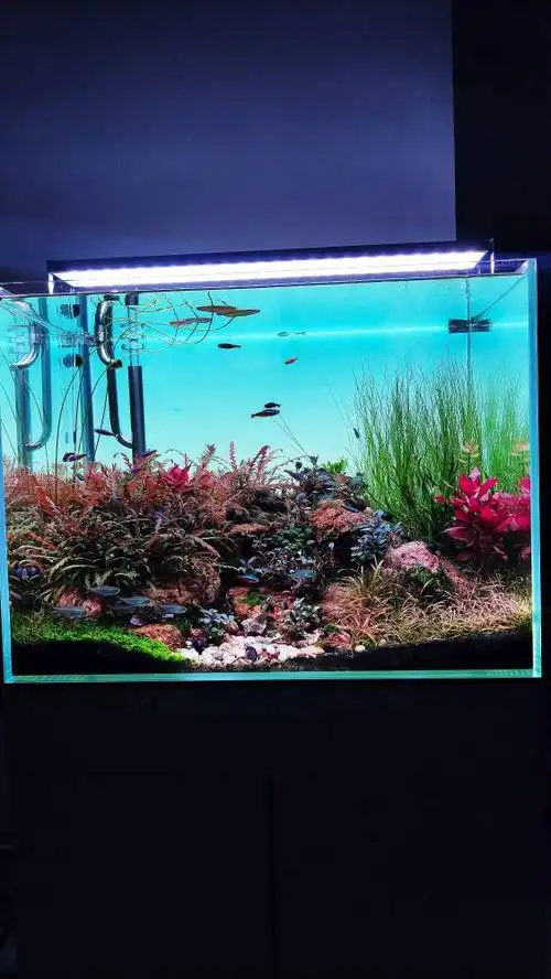 我的60缸现状 - 水草造景 - cta南美水族