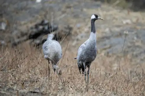 首次发现珍稀灰鹤来冕宁做客