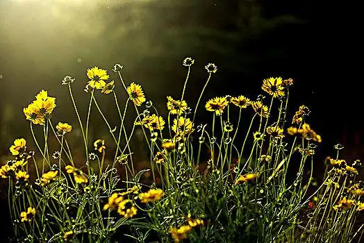 菊花,金鸡菊,滨菊