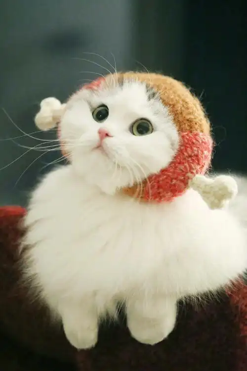 猫咪- 堆糖,美图壁纸兴趣社区