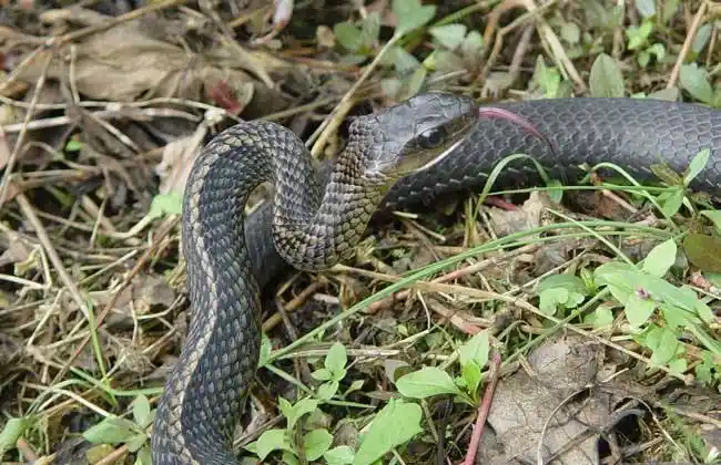 分布在河北,河南,陕西,甘肃,四川,贵州,湖北,安徽,江苏,浙江,江