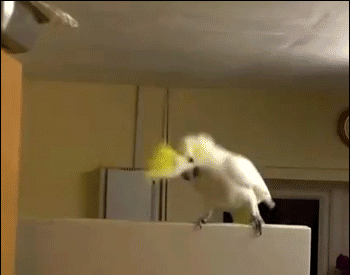 350_275gif 动态图 动图