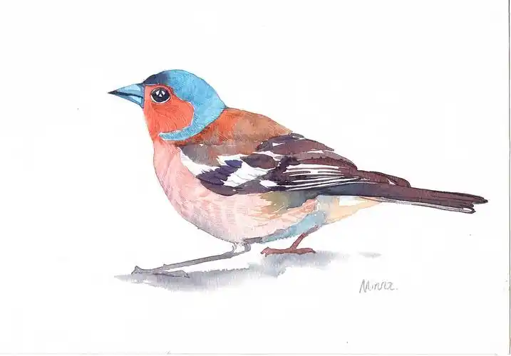 水彩画系列-鸟类|纯艺术|绘画|huanglanhehe_原创作品-站酷zcool