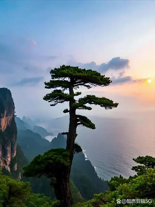 在高山之巅,那迎客松傲然挺立,顽强地扎根于山石之间,展现着不屈的