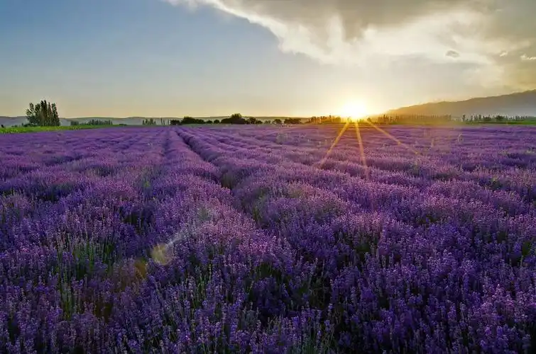 走近新疆伊犁大西沟薰衣草田世界三大薰衣草种植地之一