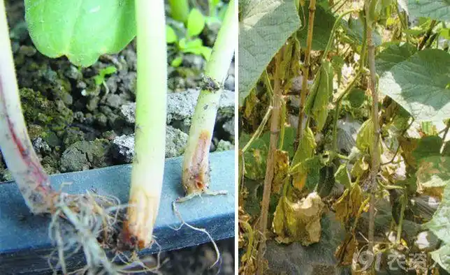 黄瓜腐霉根腐病早知道