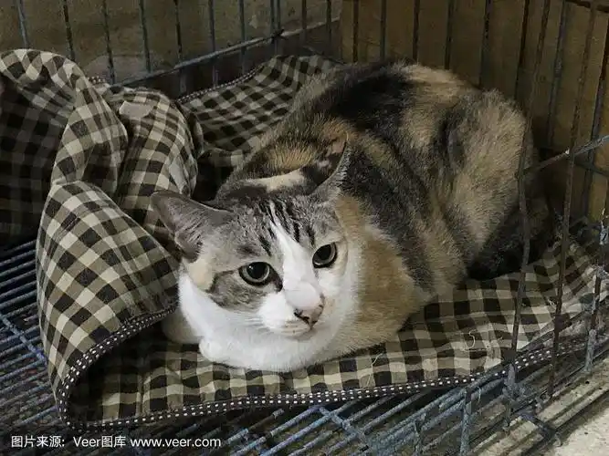 一只可爱的黑白相间的虎斑猫.