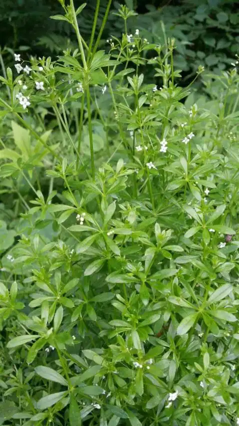 八仙草 刺草何故列仙班?民间美誉活血丹.