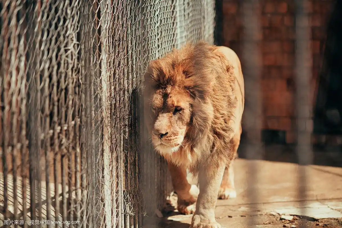 动物园笼子里的狮子