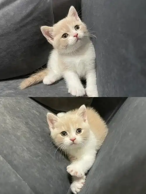今日无偿领养 英短乳白幼猫.这只还没有被领养 广州可上门看猫 - 抖音