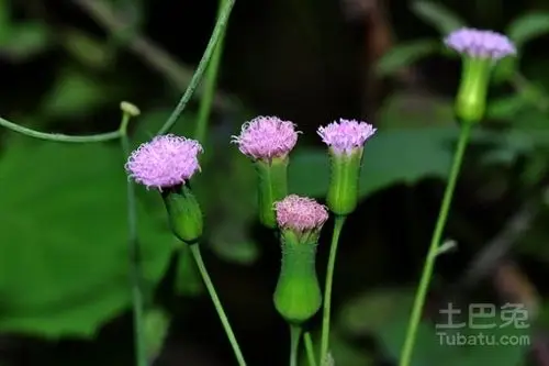 一点红的功效与作用介绍