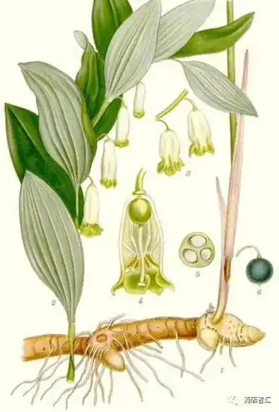 【中药学堂】玉竹