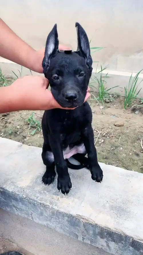黑狼犬#黑狼幼犬