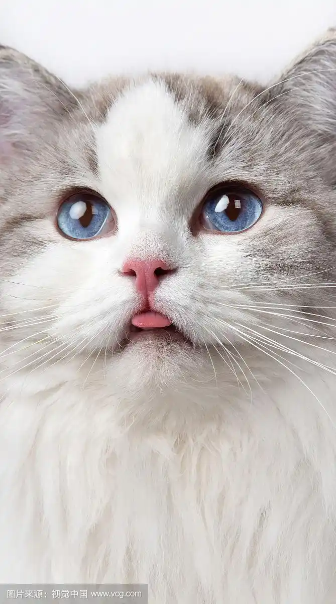 白色背景中的布偶猫